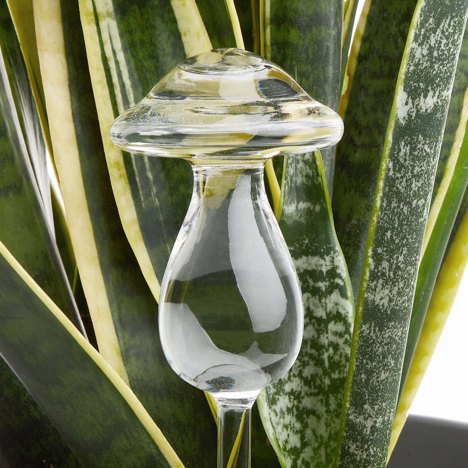 Bewässerungspilz Höhe 22cm RAINDROPS In Transparent 2 Bewässerungspilz Höhe 22cm RAINDROPS In Transparent – Bild 2