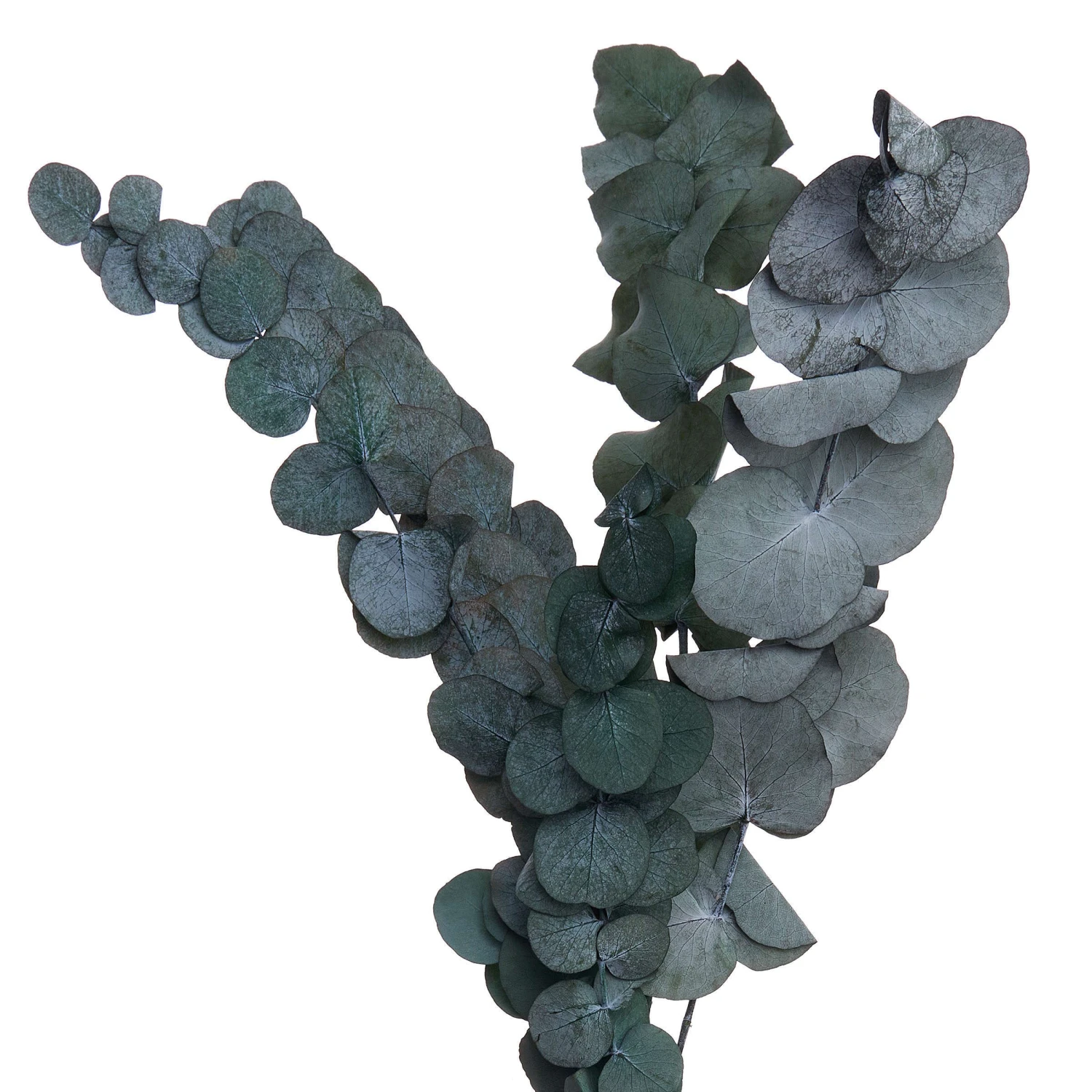 Trockenblumen Blumenstrauß FLOWER MARKET In Grün 3 Trockenblumen Blumenstrauß FLOWER MARKET In Grün – Bild 3