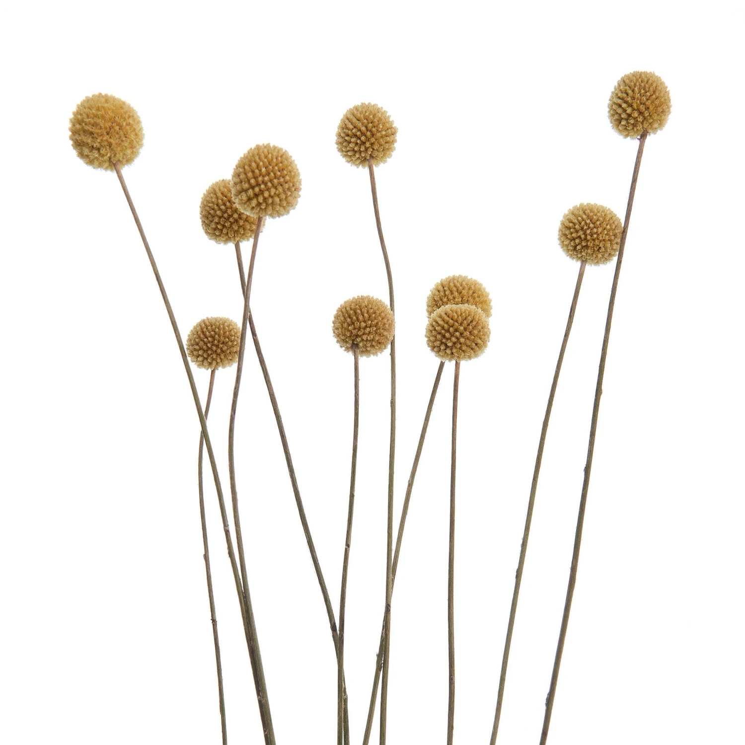 Trockenblumen Blumenstrauß FLOWER MARKET In Grün 4 Trockenblumen Blumenstrauß FLOWER MARKET In Grün – Bild 4